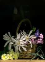 85_Basket_of_Flowers_and_the_Gold_Boot