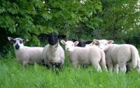 lambs1