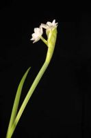 Daffodil1